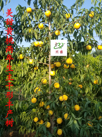 早熟——美甜黄桃两年生主干形丰产树