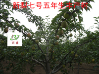 早熟——新梨七号五年生丰产树