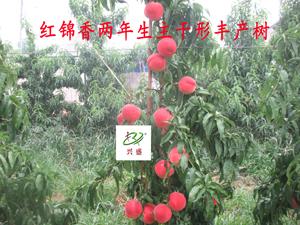 中熟——红锦香两年生主干形丰产树