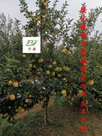 矮化脱毒水蜜桃苹果四年生丰产树