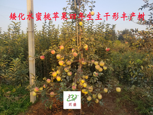 矮化脱毒水蜜桃苹果四年生主干形丰产树