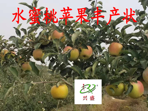 水蜜桃苹果丰产状