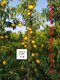 中熟——金陵黄玉两年生主干形丰产树