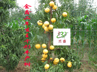 中熟——金鑫两年生主干形丰产树